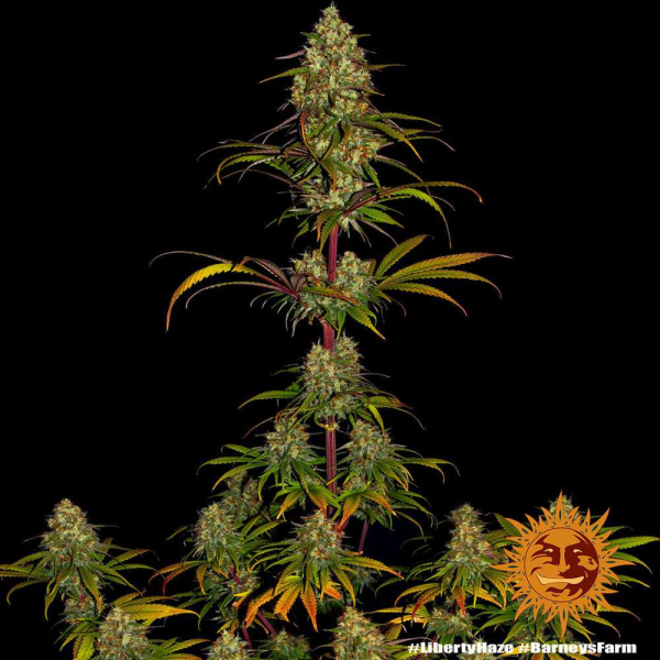 Liberty Haze - BARNEY’S FARM | TanieSianie.pl