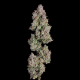 Oh My Thai Auto - HAPPY VALLEY GENETICS | TanieSianie.pl