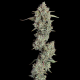 Everglades OG Auto - HAPPY VALLEY GENETICS | TanieSianie.pl