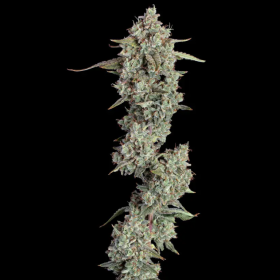 Everglades OG Auto - HAPPY VALLEY GENETICS | TanieSianie.pl