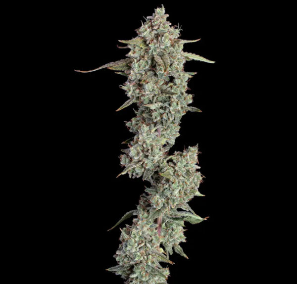 Everglades OG Auto - HAPPY VALLEY GENETICS | TanieSianie.pl