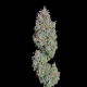 Easy Button Auto - HAPPY VALLEY GENETICS | TanieSianie.pl