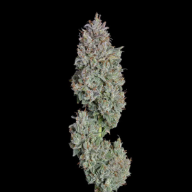 Easy Button Auto - HAPPY VALLEY GENETICS | TanieSianie.pl