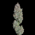 Easy Button Auto - HAPPY VALLEY GENETICS