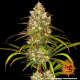 Liberty Haze - BARNEY’S FARM | TanieSianie.pl