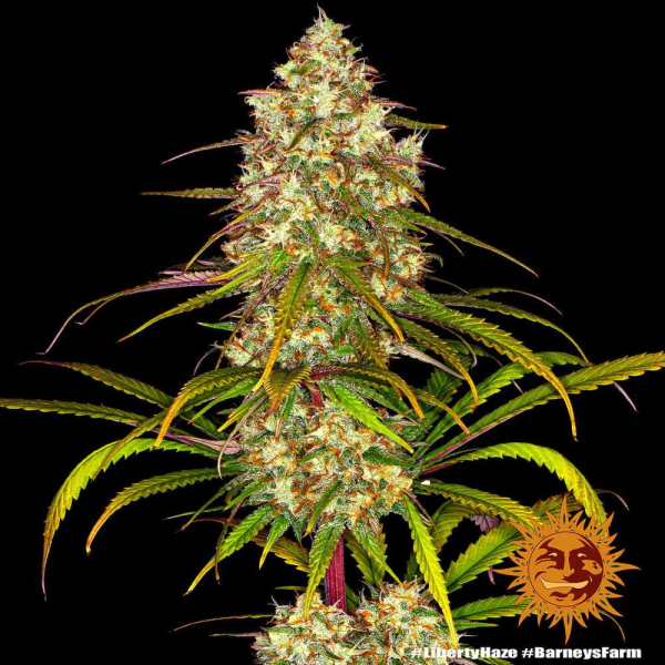 Liberty Haze - BARNEY’S FARM | TanieSianie.pl
