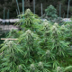 Early Skunk 2.0 | TanieSianie.pl