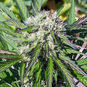 Amnesia Lemon Fast Version | TanieSianie.pl
