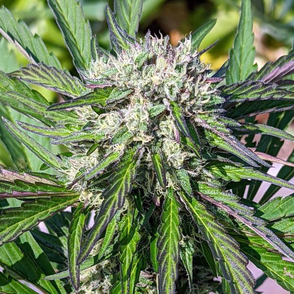Amnesia Lemon Fast Version | TanieSianie.pl