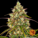 Liberty Haze - BARNEY’S FARM | TanieSianie.pl
