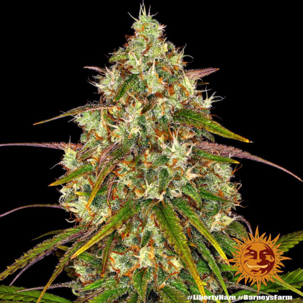 Liberty Haze - BARNEY’S FARM | TanieSianie.pl