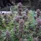 Purple Maroc x Hindu Kush | TanieSianie.pl