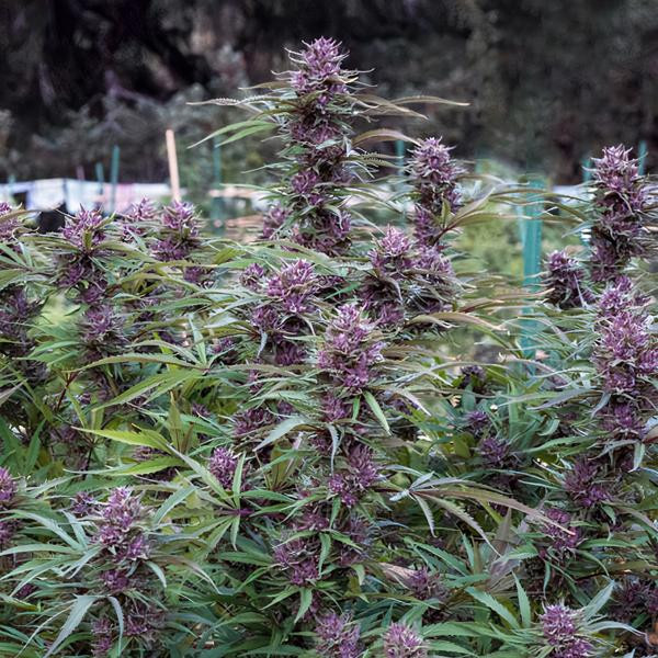 Purple Maroc x Hindu Kush | TanieSianie.pl