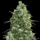 Partizan Express - KALASHNIKOV SEEDS | TanieSianie.pl