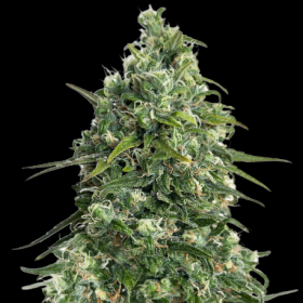 Partizan Express - KALASHNIKOV SEEDS | TanieSianie.pl