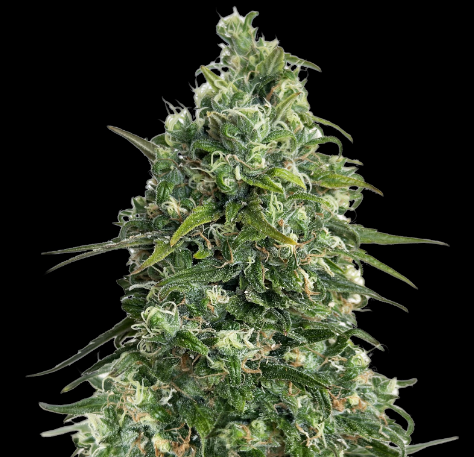 Partizan Express - KALASHNIKOV SEEDS | TanieSianie.pl