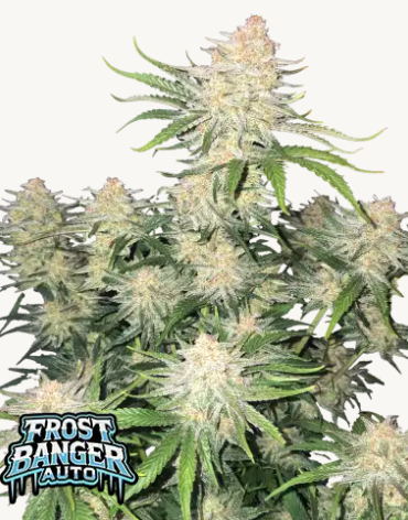 Frostbanger Auto - FASTBUDS | TanieSianie.pl