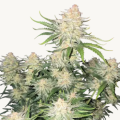 Frostbanger Auto - FASTBUDS