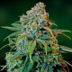 Liberty Haze - BARNEY’S FARM | TanieSianie.pl