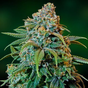 Liberty Haze - BARNEY’S FARM | TanieSianie.pl