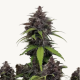 Purple Haze Auto - FASTBUDS | TanieSianie.pl