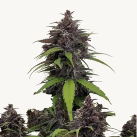 Purple Haze Auto - FASTBUDS | TanieSianie.pl