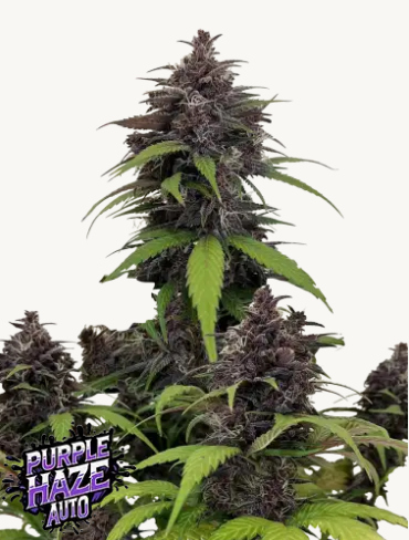 Purple Haze Auto - FASTBUDS | TanieSianie.pl