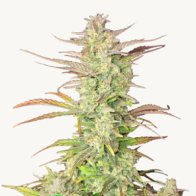 Z-Up Auto - FASTBUDS | TanieSianie.pl