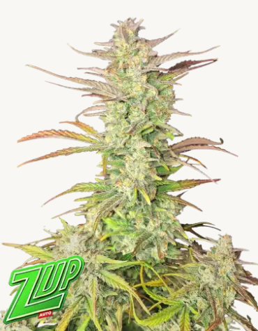 Z-Up Auto - FASTBUDS | TanieSianie.pl