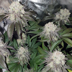 Banana Cake - INHOUSE GENETICS | TanieSianie.pl