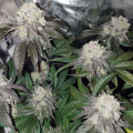 Banana Cake - INHOUSE GENETICS