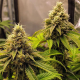 Banana Cake - INHOUSE GENETICS | TanieSianie.pl