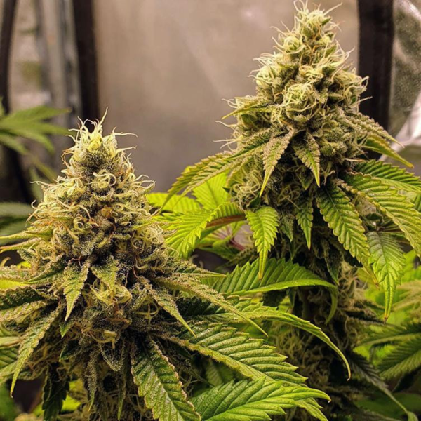 Banana Cake - INHOUSE GENETICS | TanieSianie.pl