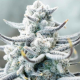 Sugar Cane - INHOUSE GENETICS | TanieSianie.pl