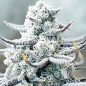 Sugar Cane - INHOUSE GENETICS | TanieSianie.pl