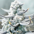 Sugar Cane - INHOUSE GENETICS