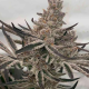 Deluxe Sugar Cane - INHOUSE GENETICS | TanieSianie.pl
