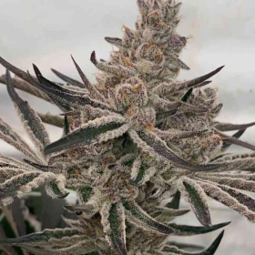 Deluxe Sugar Cane - INHOUSE GENETICS | TanieSianie.pl