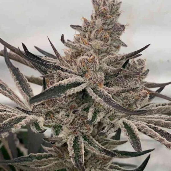 Deluxe Sugar Cane - INHOUSE GENETICS | TanieSianie.pl