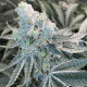 Deluxe Sugar Cane - INHOUSE GENETICS | TanieSianie.pl