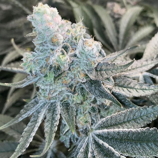 Deluxe Sugar Cane - INHOUSE GENETICS | TanieSianie.pl