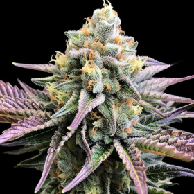 Blueberry Muffins CBD | TanieSianie.pl