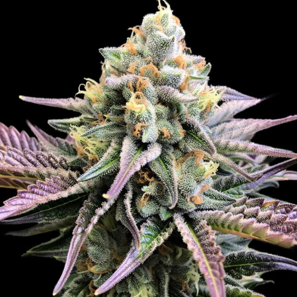 Blueberry Muffins CBD | TanieSianie.pl
