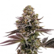 Blueberry Muffins CBD | TanieSianie.pl
