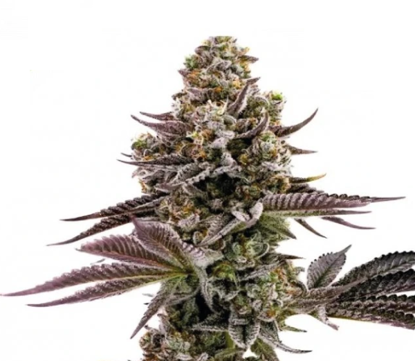 Blueberry Muffins CBD | TanieSianie.pl
