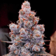 Banana Jealousy RF3 Auto - ETHOS GENETICS | TanieSianie.pl