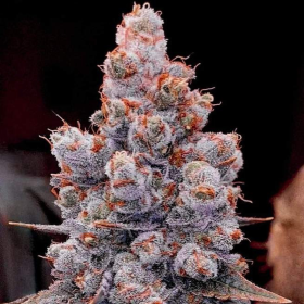 Banana Jealousy RF3 Auto - ETHOS GENETICS | TanieSianie.pl