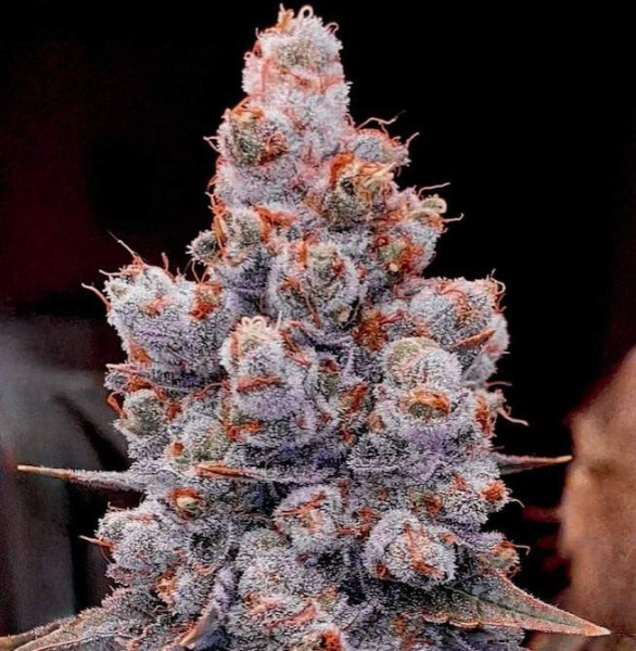 Banana Jealousy RF3 Auto - ETHOS GENETICS | TanieSianie.pl