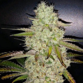 Toasted R1 - ETHOS GENETICS | TanieSianie.pl
