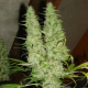 Skunk #11 - DUTCH PASSION | TanieSianie.pl